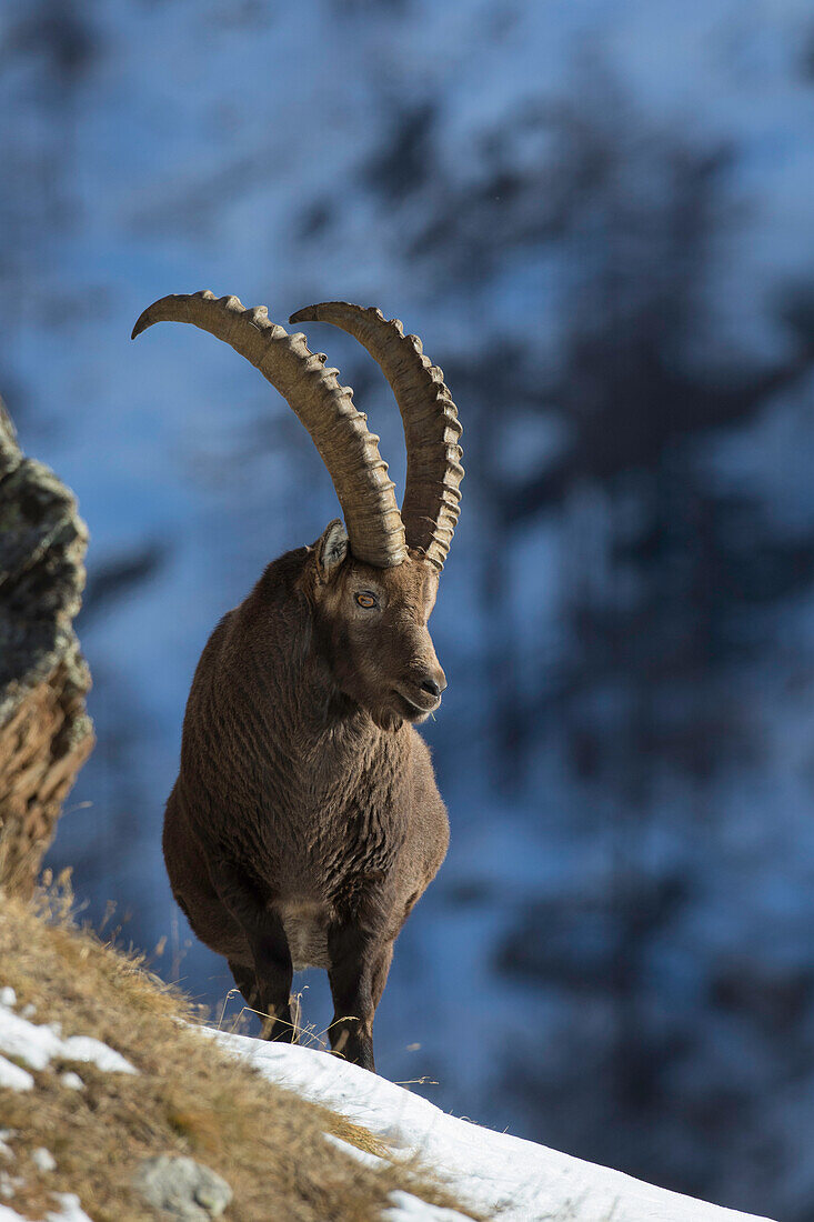 Alpensteinbock, Capra ibex, Bock im Schnee, Nationalpark Gran Paradiso, Italien