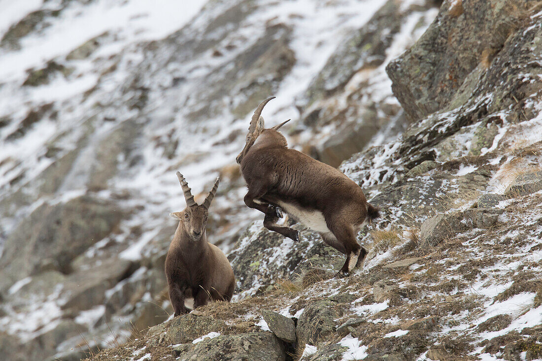  Alpine ibex, Capra ibex, fighting ibexes, Gran Paradiso National Park, Italy 