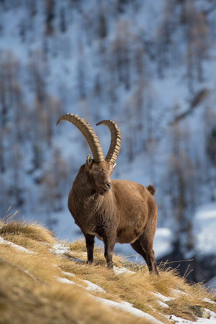  Alpine ibex, Capra ibex, male in the snow, Gran Paradiso National Park, Italy 