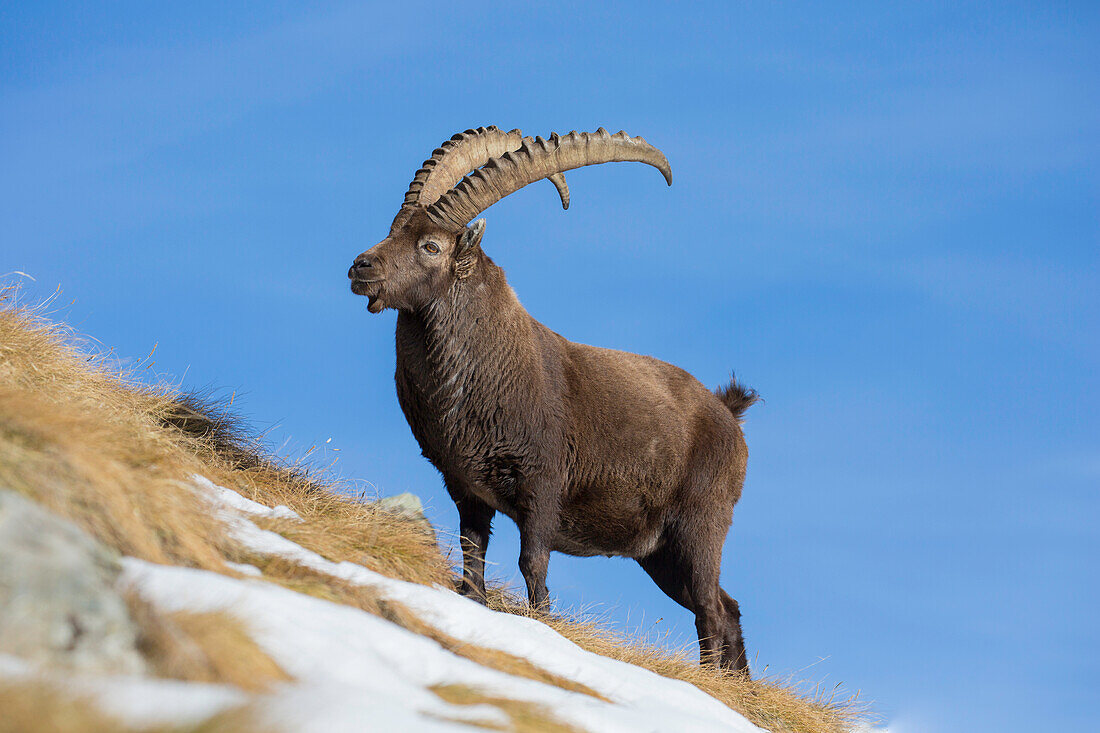 Alpensteinbock, Capra ibex, Bock im Schnee, Nationalpark Gran Paradiso, Italien