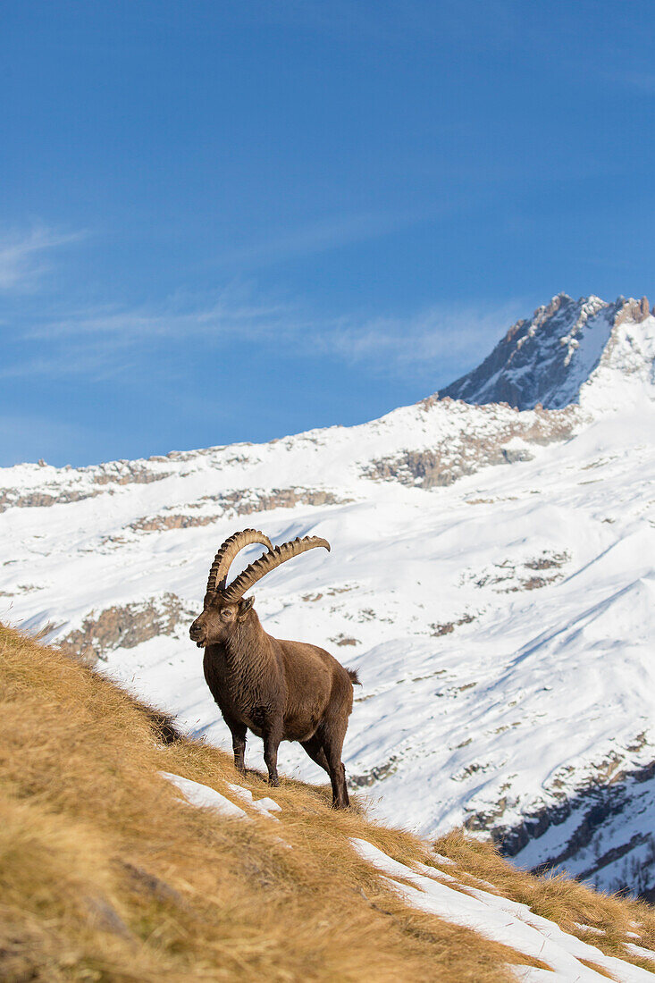  Alpine ibex, Capra ibex, male in the snow, Gran Paradiso National Park, Italy 