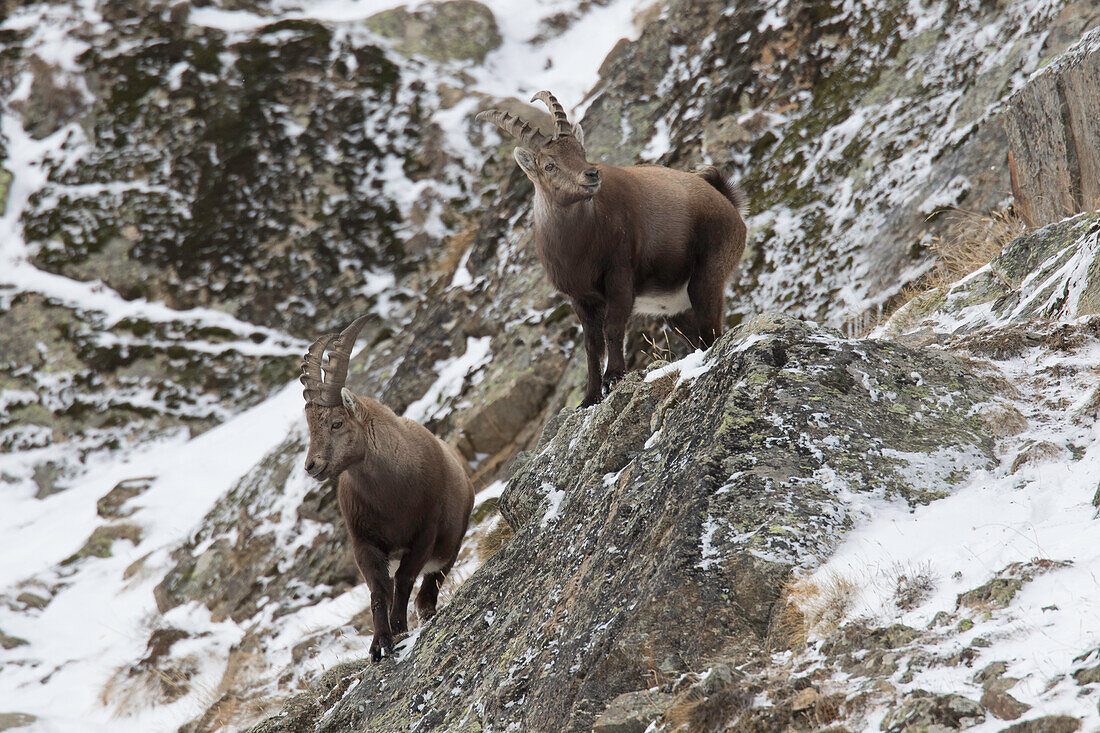  Alpine ibex, Capra ibex, young males in the snow, Gran Paradiso National Park, Italy 