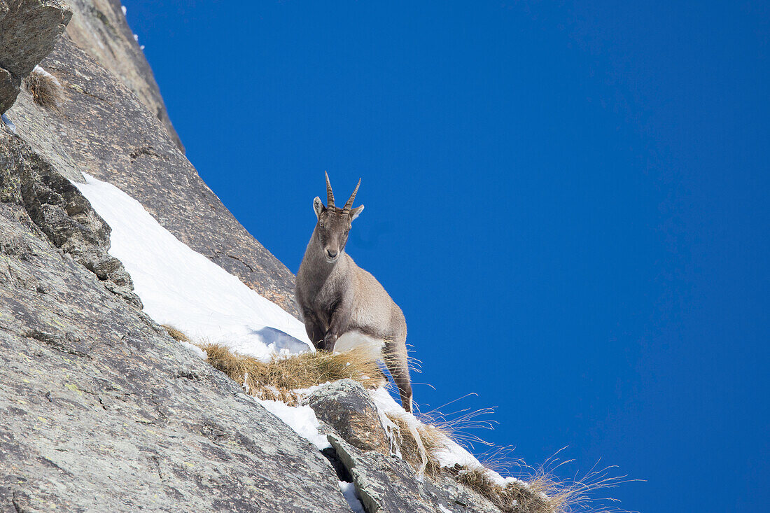  Alpine ibex, Capra ibex, goat on the rock face, Gran Paradiso National Park, Italy 