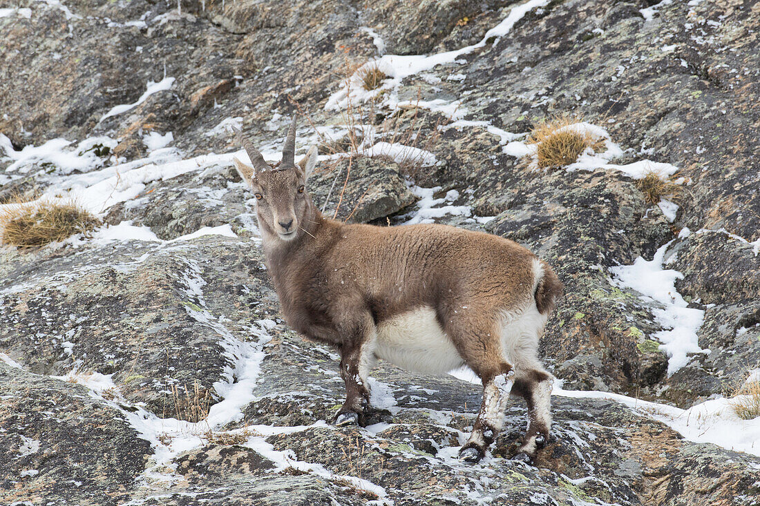 Alpensteinwild, Capra ibex, Geiss in einer Felswand, Nationalpark Gran Paradiso, Italien