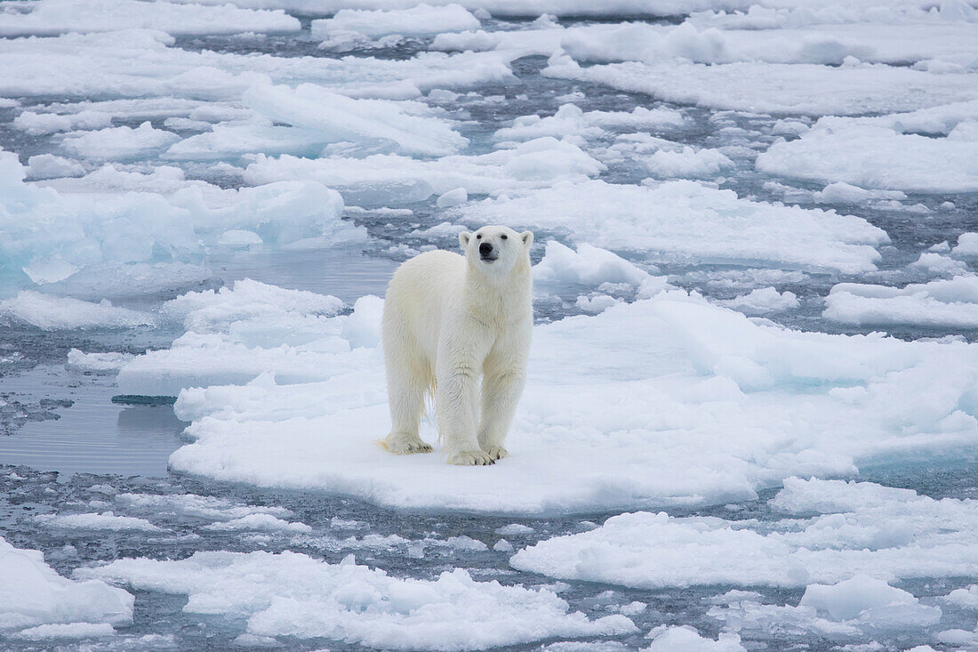  Polar bear, Ursus maritimus, Thalarctos maritimus, a bear in the ice, Spitsbergen, Norway 