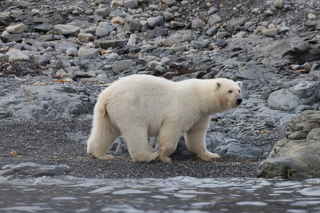  Polar bear, Ursus maritimus, Thalarctos maritimus, a bear on land, Spitsbergen, Norway 