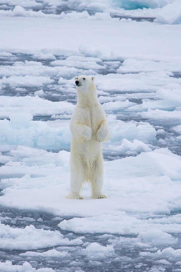  Polar bear, Ursus maritimus, Thalarctos maritimus, bear in the ice standing on its hind legs, Svalbard, Norway 