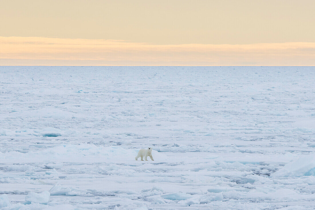  Polar bear, Ursus maritimus, Thalarctos maritimus, a bear in the ice, Spitsbergen, Norway 