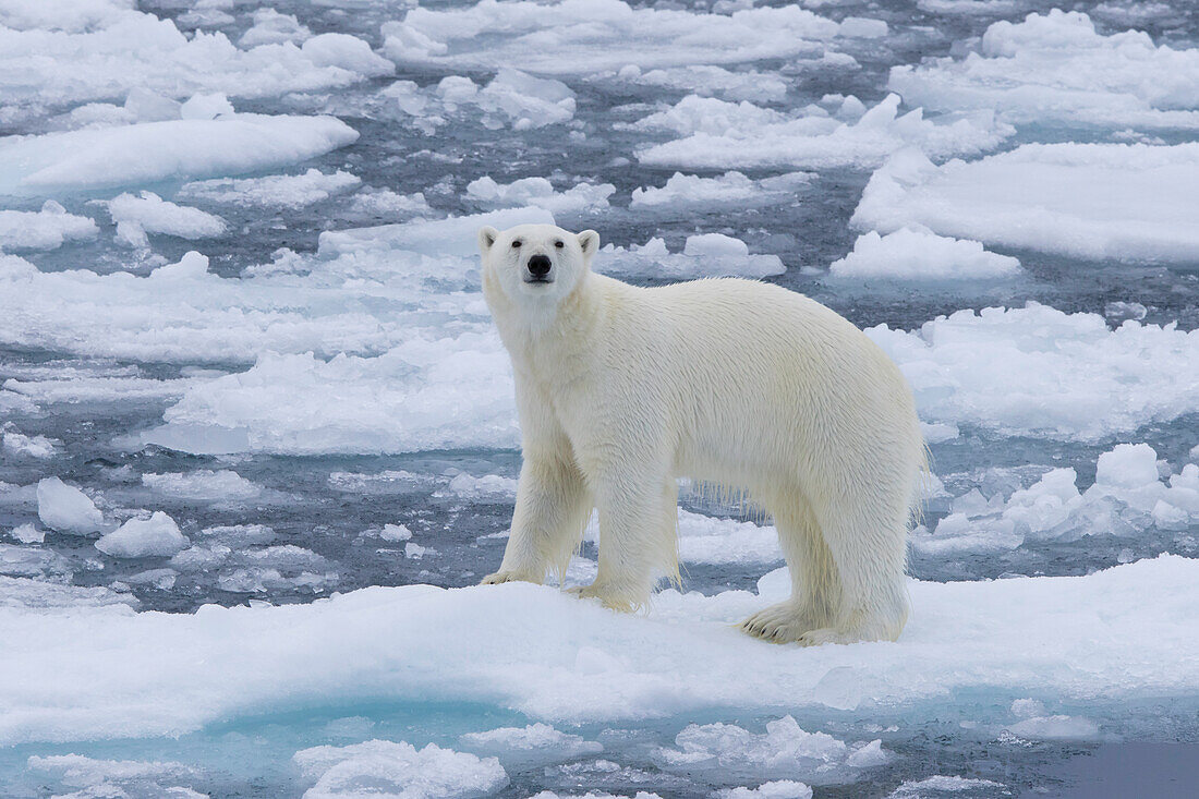  Polar bear, Ursus maritimus, Thalarctos maritimus, a bear in the ice, Spitsbergen, Norway 