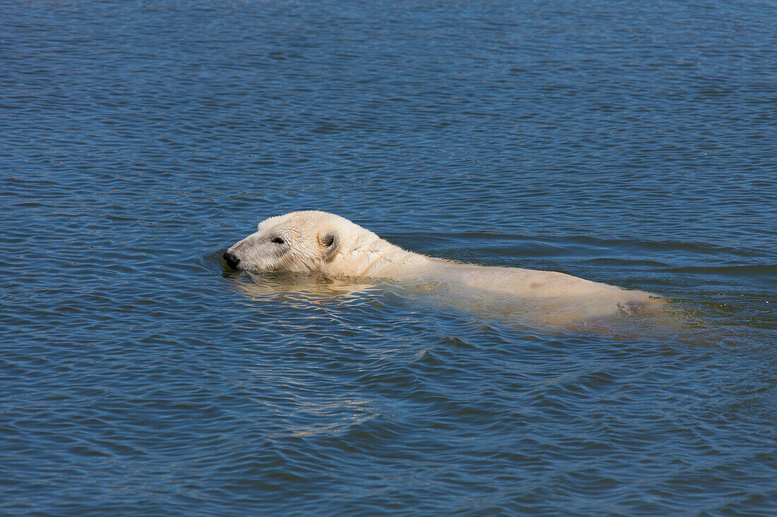  Polar bear (Ursus maritimus), swimming, Norway 