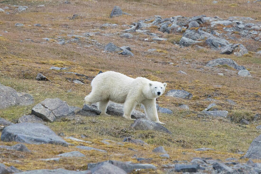  Polar bear, Ursus maritimus, between rocks, Svalbard, Norway 