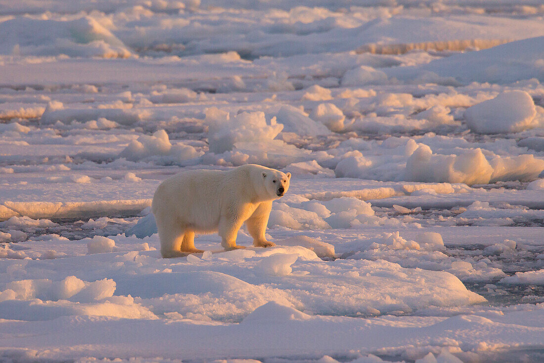  Polar bear, Ursus maritimus, Thalarctos maritimus, a female walks over the pack ice, Spitsbergen, Norway 