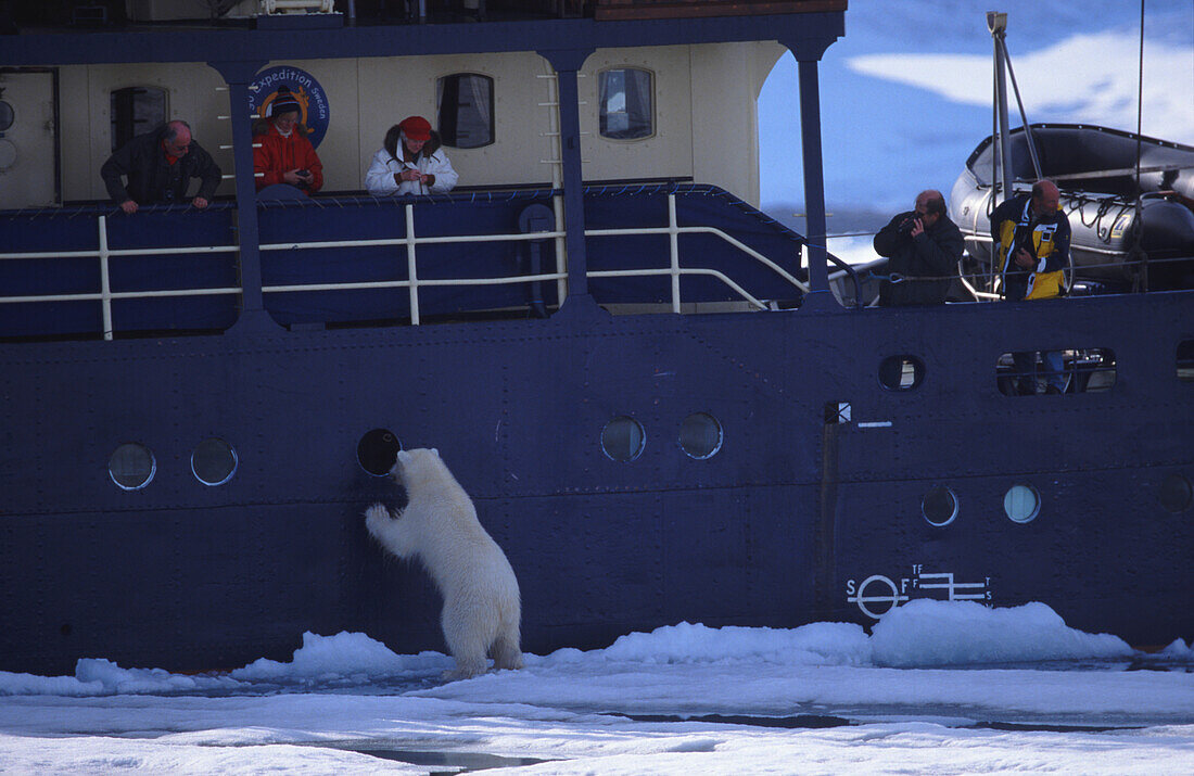  Polar bear (Ursus maritimus) on the ship MS Stockholm, Svalbard, Norway 