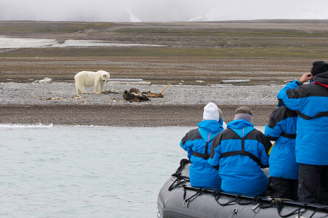  Polar bear, Ursus maritimus, Thalarctos maritimus, tourists taking photos of polar bears from a rubber dinghy, Svalbard, Norway 