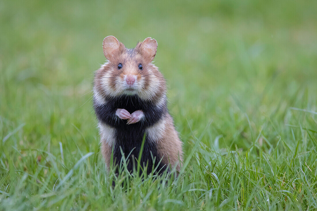  European Hamster, Cricetus cricetus, adult hamster in a meadow, Austria 