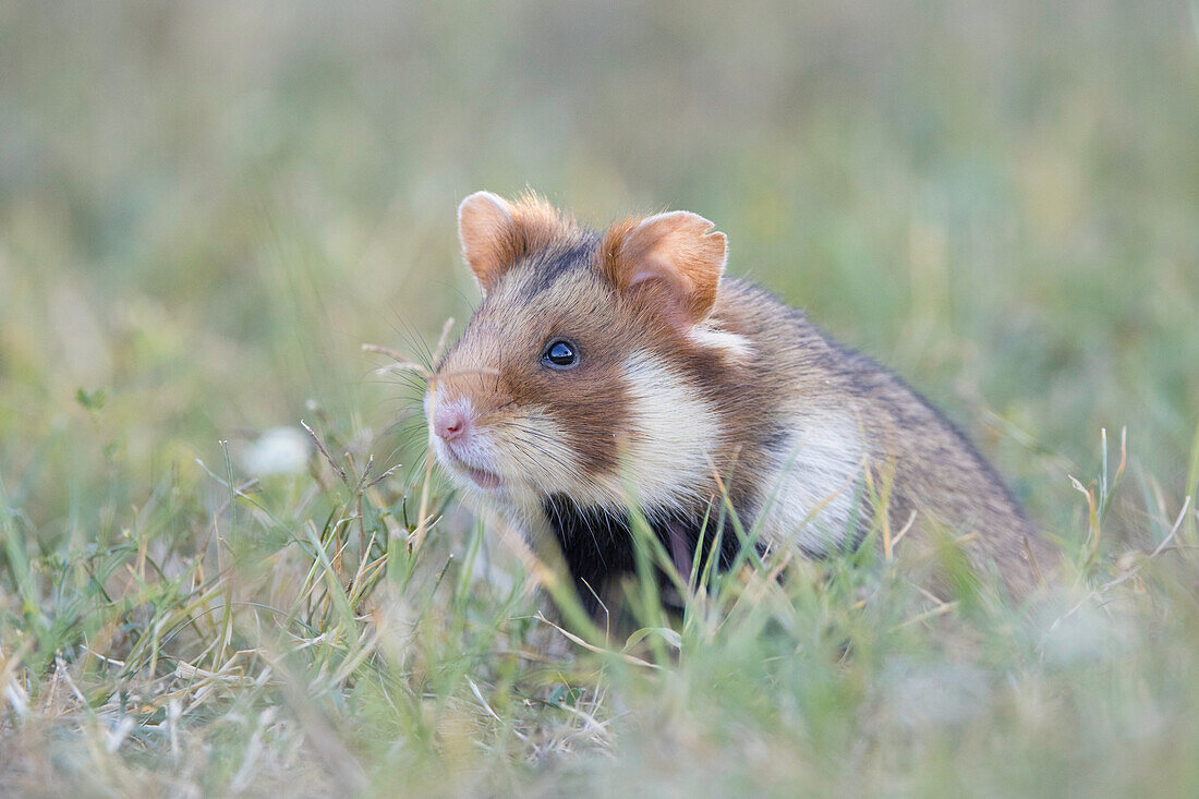 Feldhamster, Cricetus cricetus, adulter Hamster in einer Wiese, Oesterreich