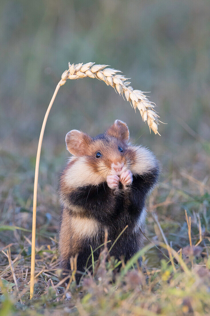  European Hamster, Cricetus cricetus, adult hamster eating a wheat ear, Austria 