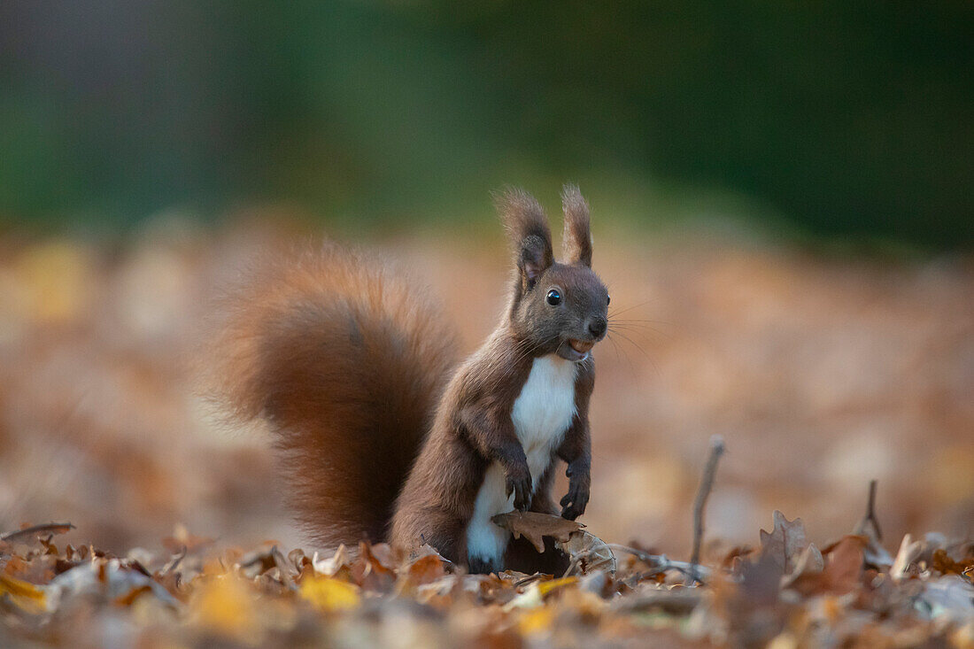  Red squirrel, Sciurus vulgaris, adult animal in foliage, autumn, Schleswig-Holstein, Germany 