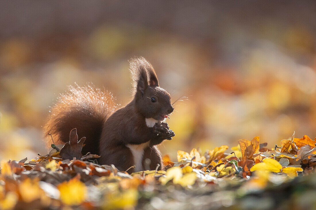  Red squirrel, Sciurus vulgaris, adult animal in foliage, autumn, Schleswig-Holstein, Germany 