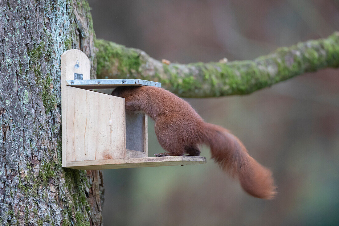  Red squirrel, Sciurus vulgaris, adult animal at feeding station, autumn, Schleswig-Holstein, Germany 