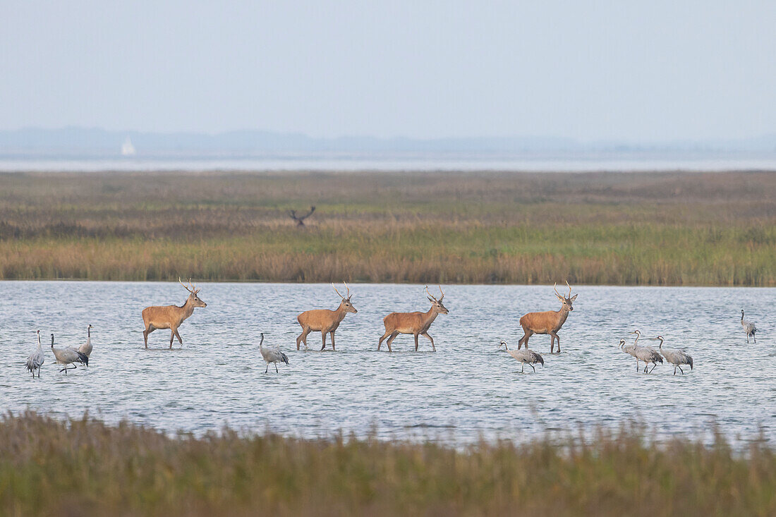  Red deer, Cervus elaphus, and resting cranes, Grus grus, in the shallow waters of the Baltic Sea, Western Pomerania Lagoon Area National Park, Mecklenburg-Western Pomerania, Germany 