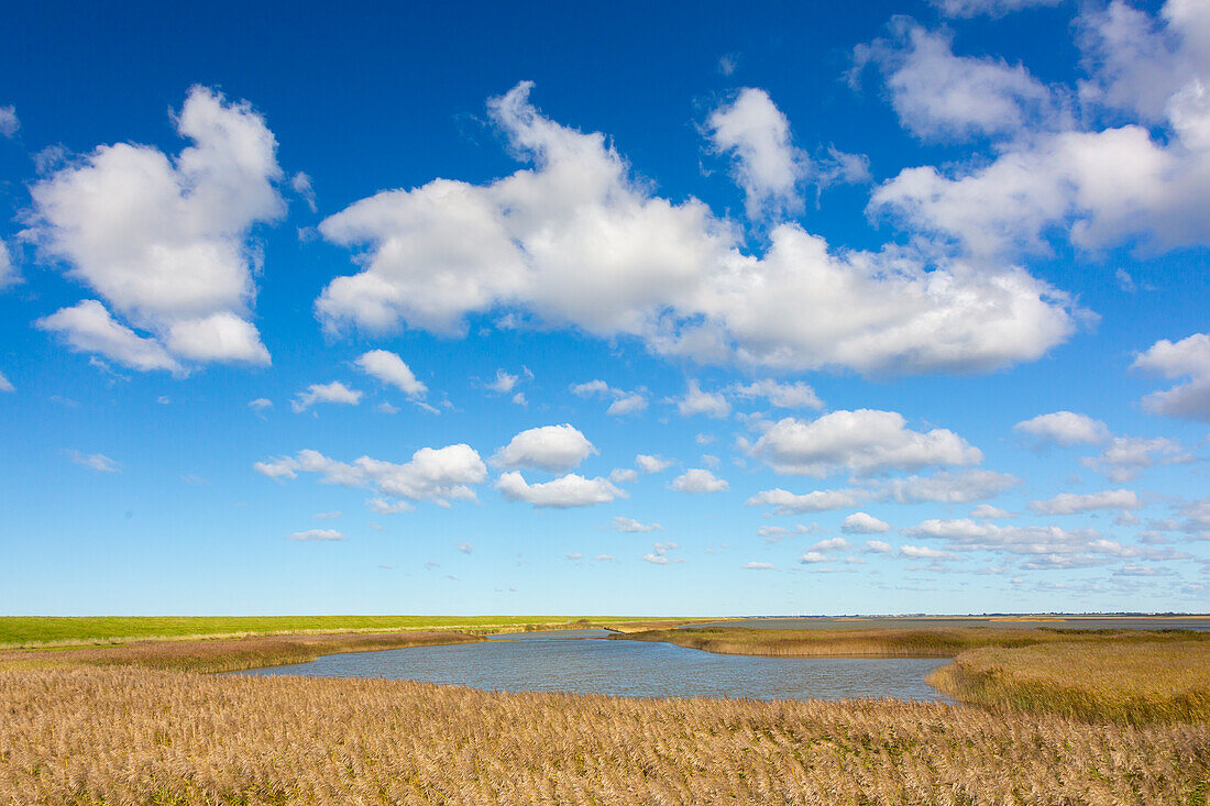  View of the Rickelsbueller Koog on the German-Danish border, Schleswig-Holstein, Germany 