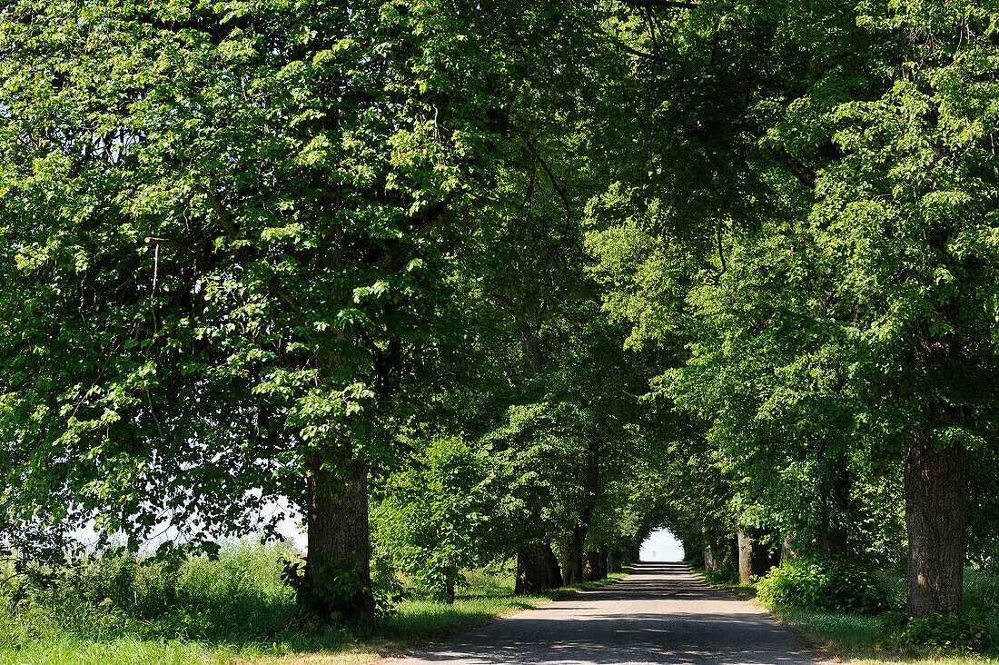 alley to Vihula Manor Country Club,Lahemaa National Park,estonia,northern europe