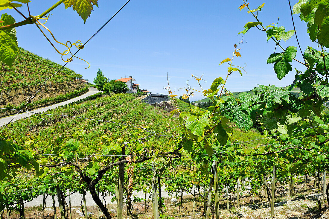  Weingut Rezabal, Txakoli-Weinberge, Bezirk Zarautz, in der Nähe von Getaria, Provinz Gipuzkoa, Baskenland, Spanien, Europa 