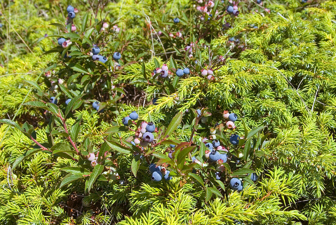 Lowbush-Heidelbeere (Vaccinium angustifolium), Bic-Nationalpark, Provinz Quebec, Kanada, Nordamerika