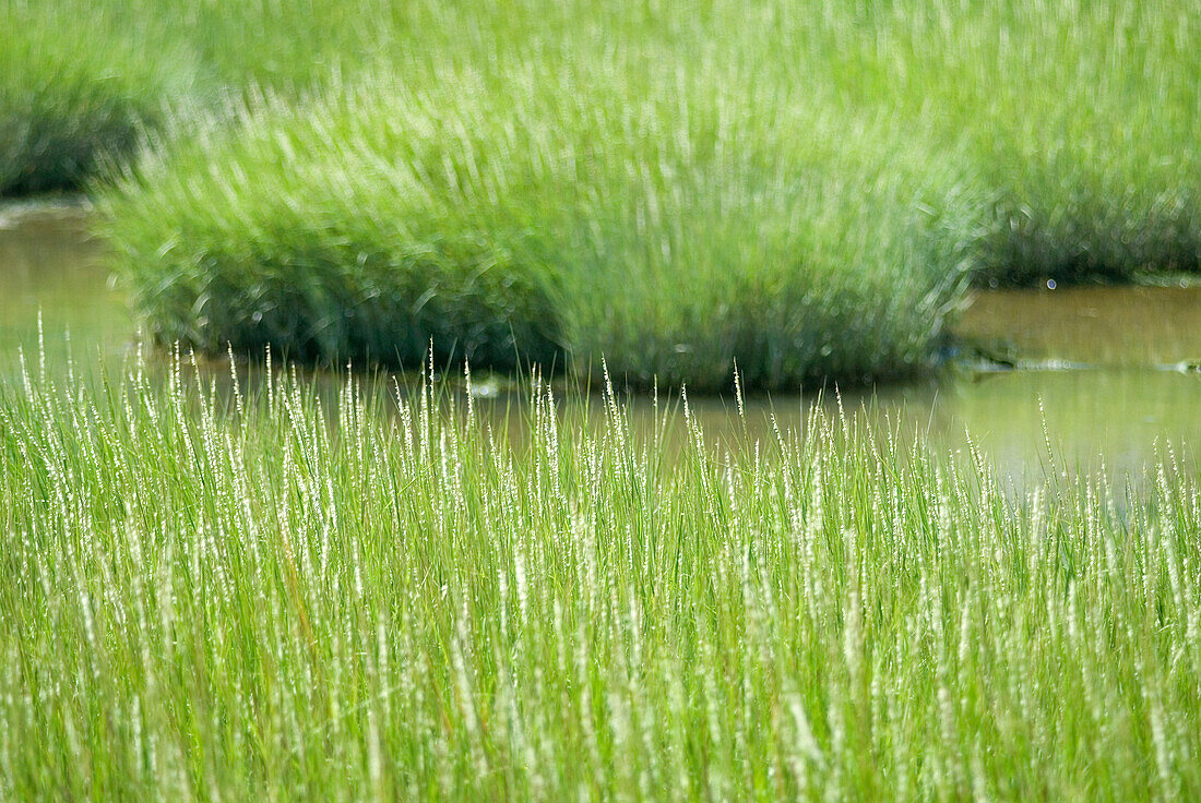 Wiese am Ufer des Sankt-Lorenz-Flusses, Region Côte-Nord, Provinz Quebec, Kanada, Nordamerika