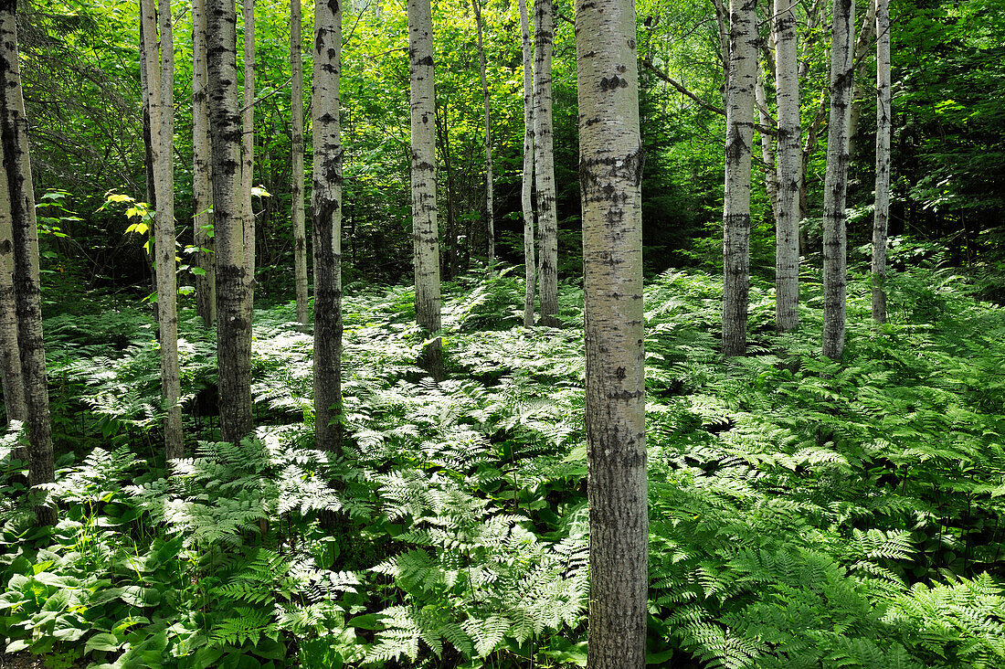 Farn im Unterholz der Birken, Saguenay Nationalpark, Baie Sainte-Marguerite, Provinz Quebec, Kanada, Nordamerika