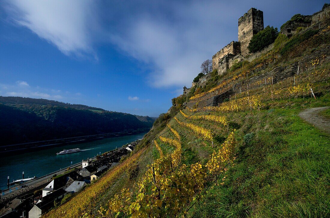 Burg Gutenfels und Weinberg im Herbst über dem Rheintal, gesehen vom Gutenfelssteig, Kaub, Oberes Mittelrheintal, Rheinland-Pfalz, Deutschland