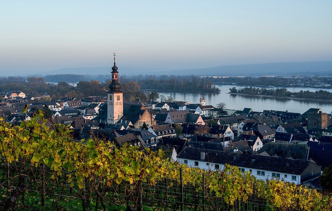 Blick über einen Weinberg im Herbst auf Rüdesheim und die Rheinaue im Abendlicht, Oberes Mittelrheintal, Hessen, Deutschland