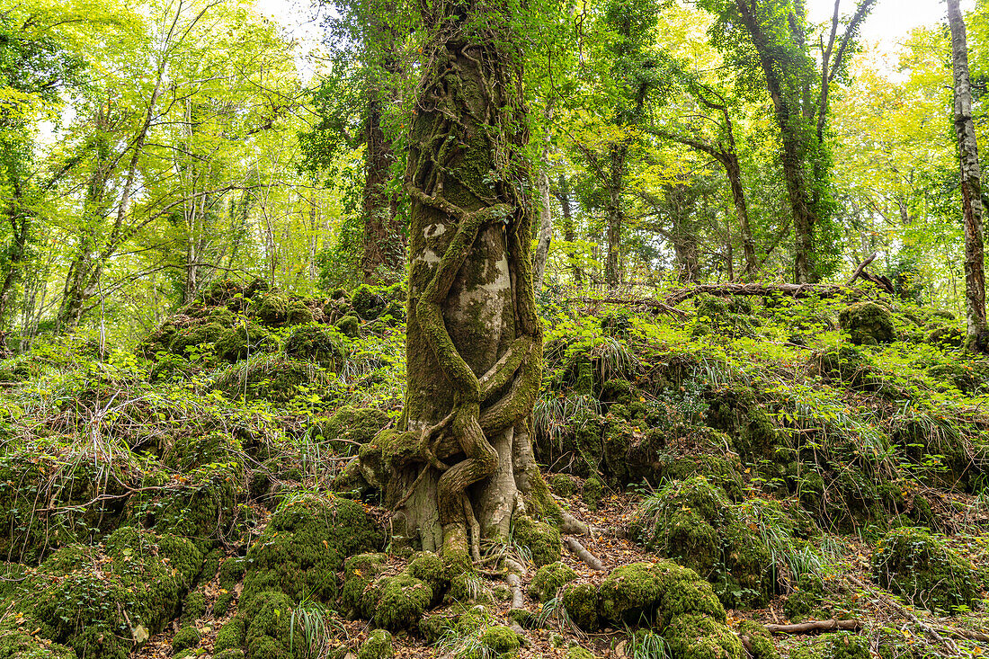  The Foresta Umbra, ancient beech forest and part of the Gargano National Park, Gargano, Apulia, Italy, Europe 