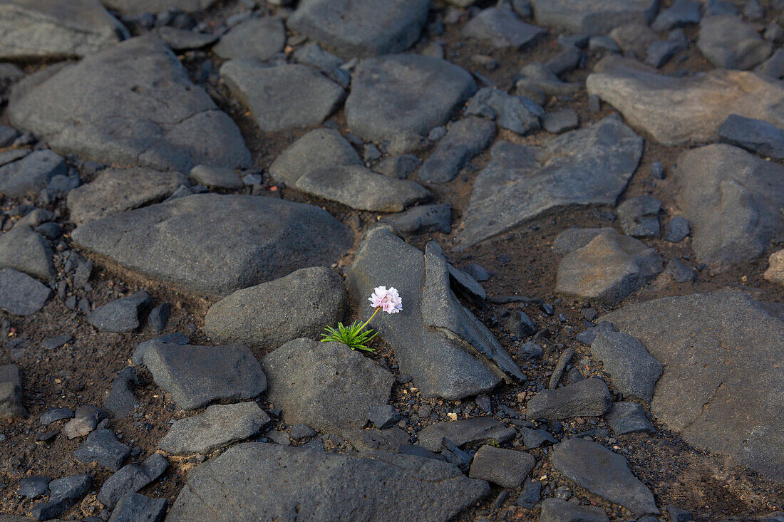  Sea thrush, Armeria maritima, blooming carnation in lava field, Nordurland eystra, Iceland 