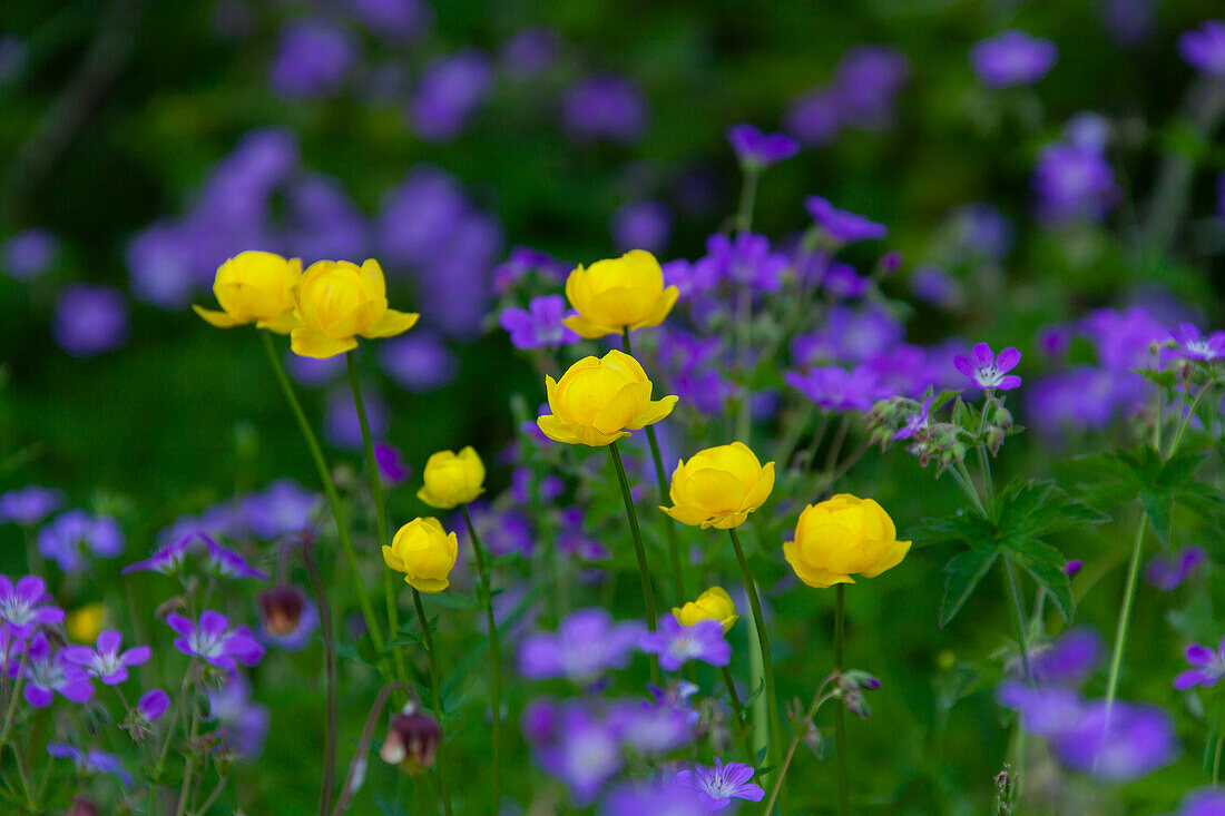  Globeflower, Trollius europaeus, and wood cranesbill, Geranium sylvaticum, flowering, Vaermland, Sweden 