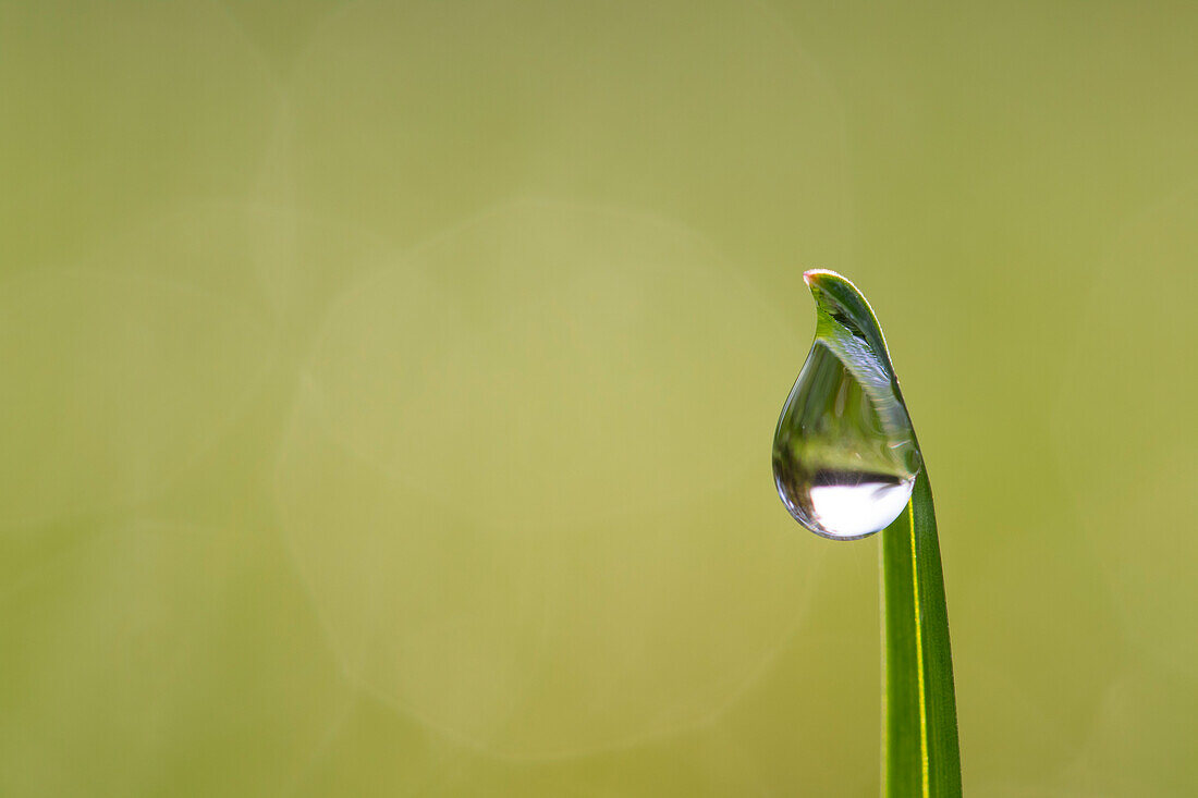  dewdrop, blade of grass, Schleswig-Holstein, Germany 