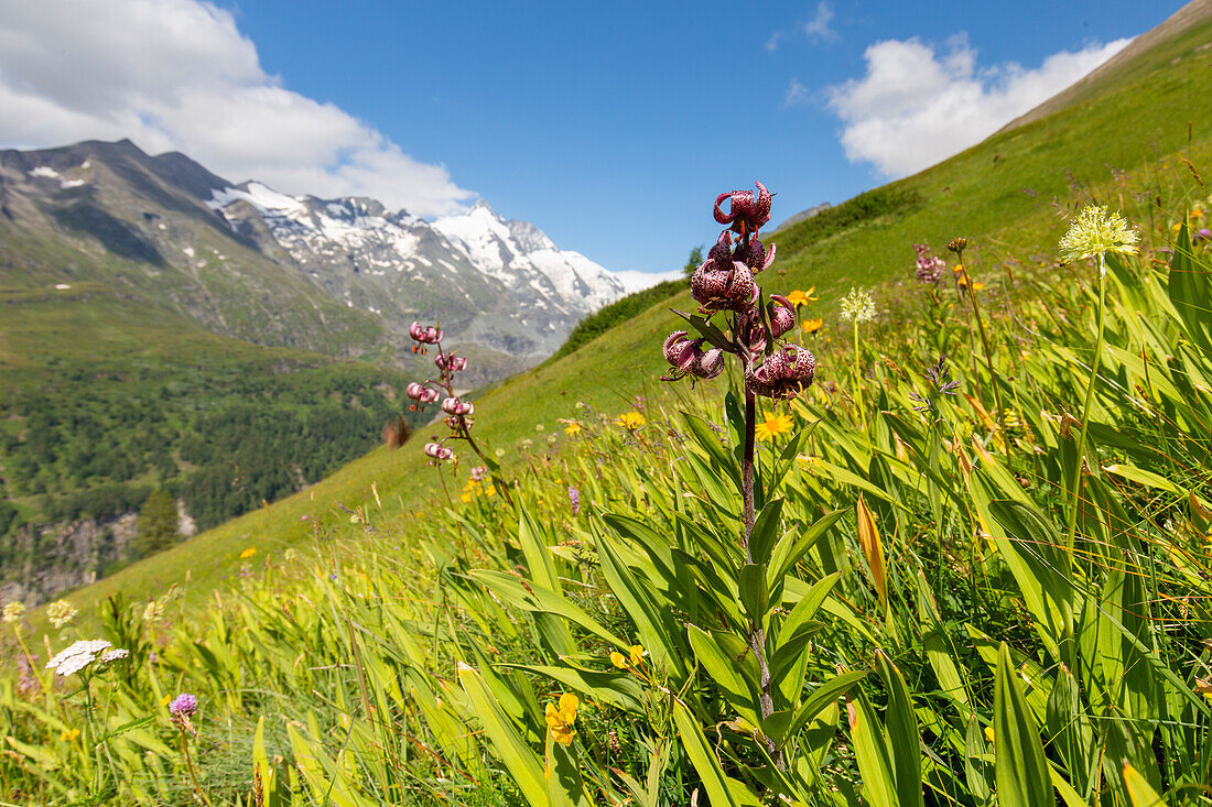 Türkenbund-Lilie, Lilium martagon, Lilie auf einer Blumenwiese vorm Berg Großglockner, Nationalpark Hohe Tauern, Kärnten, Österreich