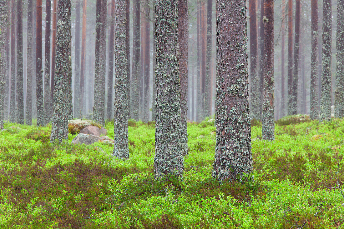 Waldkiefer, Föhre, Pinus sylvestris, Kiefernstämme, Sommer, Dalarna, Schweden