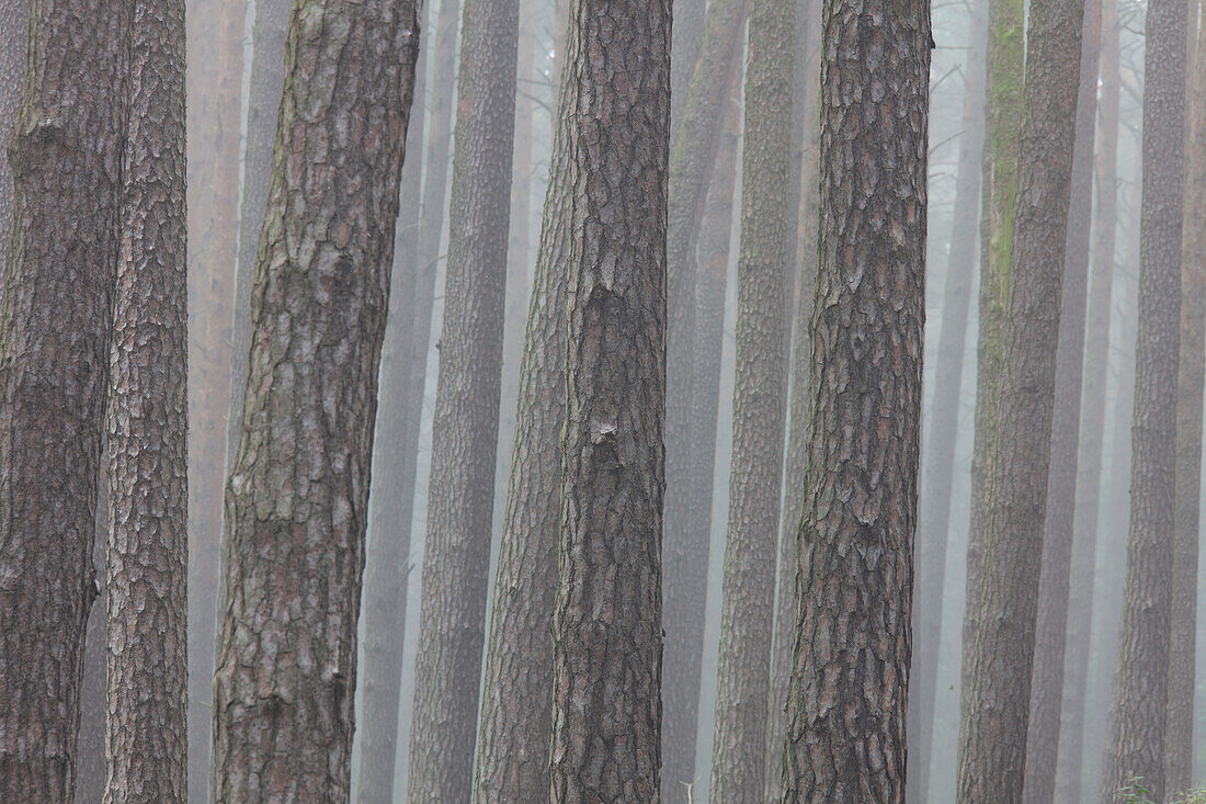  Scots pine, Pinus sylvestris, pine trunks in the fog, autumn, Mueritz National Park, Mecklenburg-Vorpommern, Germany 