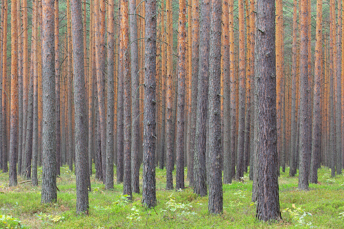  Scots pine, Pinus sylvestris, pine trunks, Saxony, Germany 