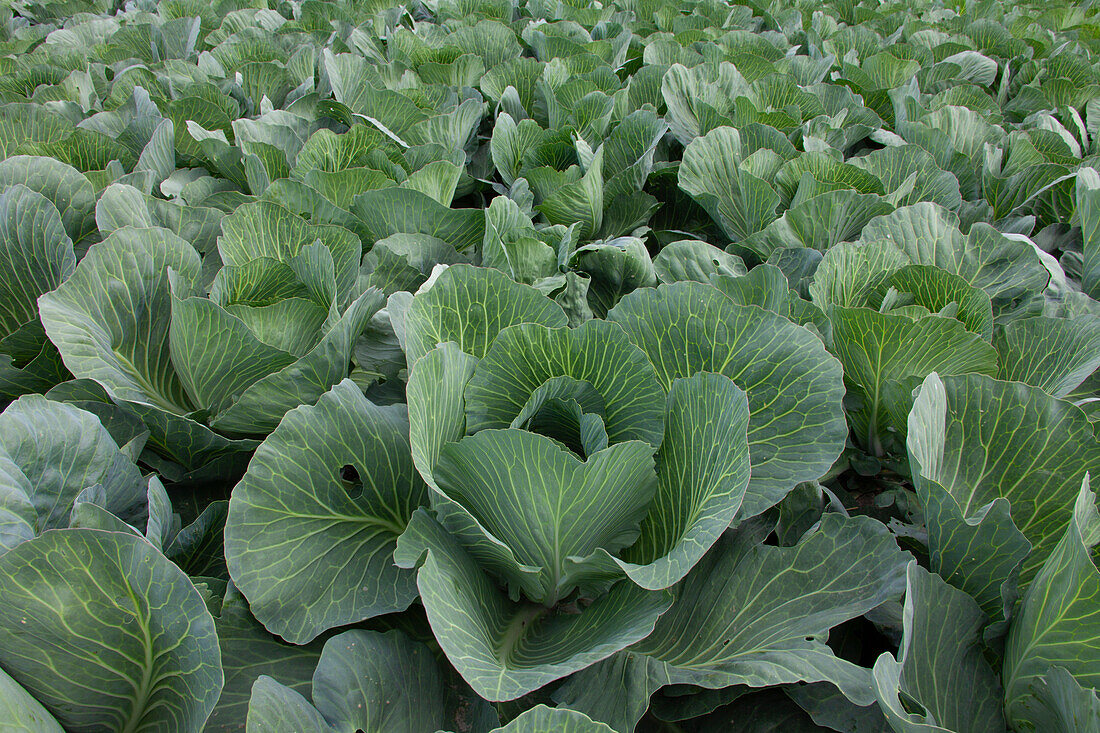  White cabbage, Brassica oleracea var. capitala f. alba, head of cabbage, Dithmarschen, Schleswig-Holstein, Germany 