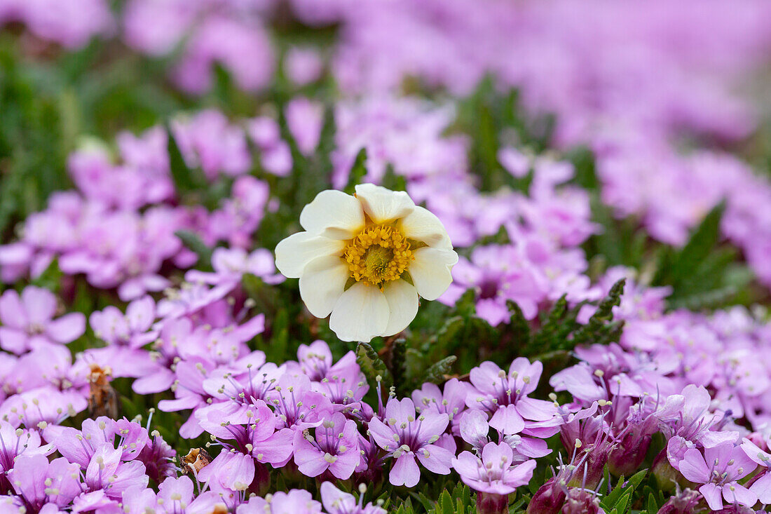  White mountain avens, Dryas octopetala and stemless catchfly, Silene acaulis, flowering, Spitsbergen, Norway 