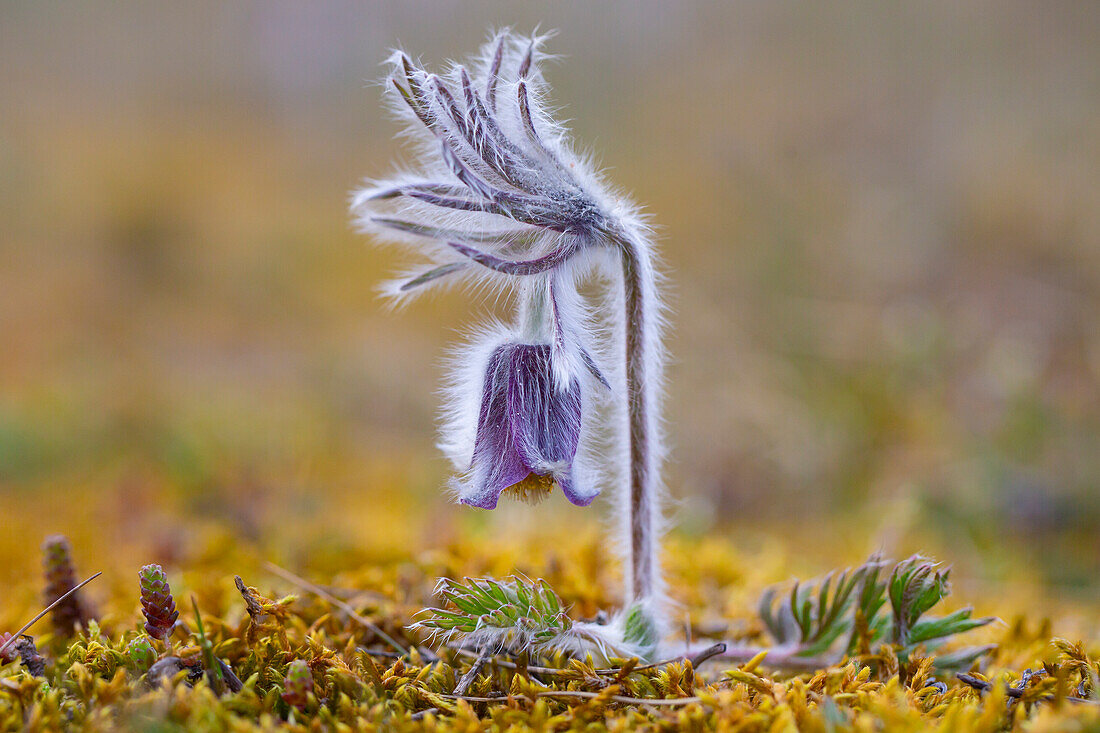  Meadow Pasqueflower, Meadow Pasqueflower, Pulsatilla pratensis, flowering, Mecklenburg-Western Pomerania, Germany 