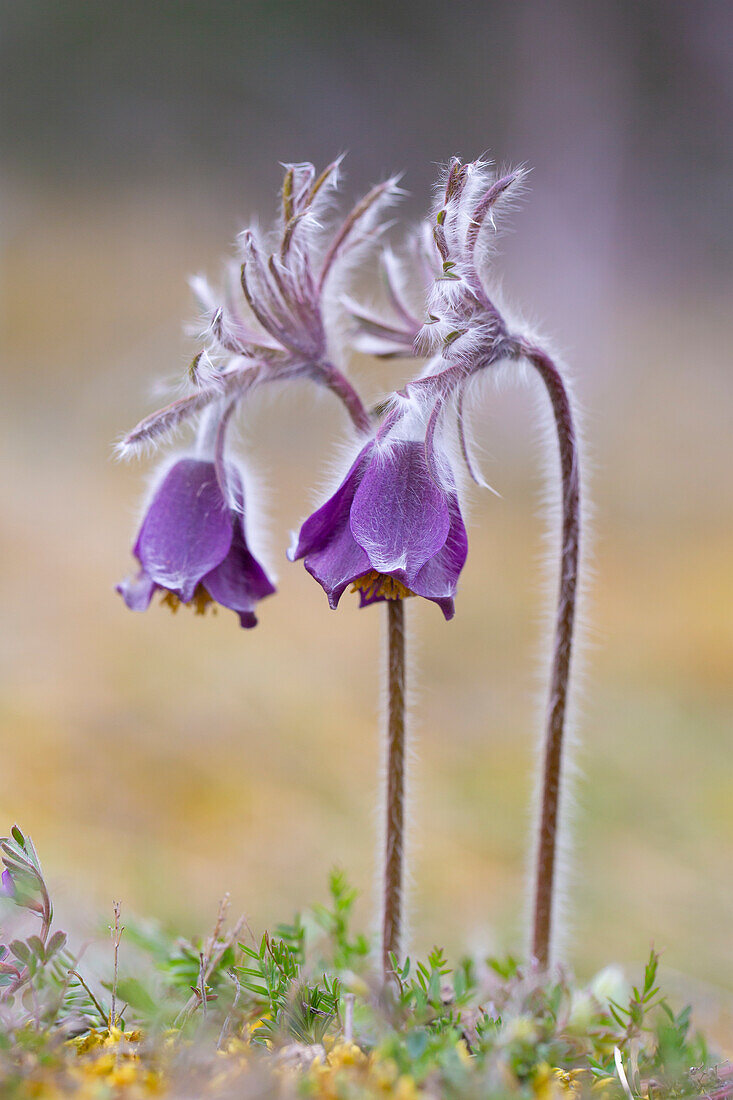  Meadow Pasqueflower, Meadow Pasqueflower, Pulsatilla pratensis, flowering, Mecklenburg-Western Pomerania, Germany 