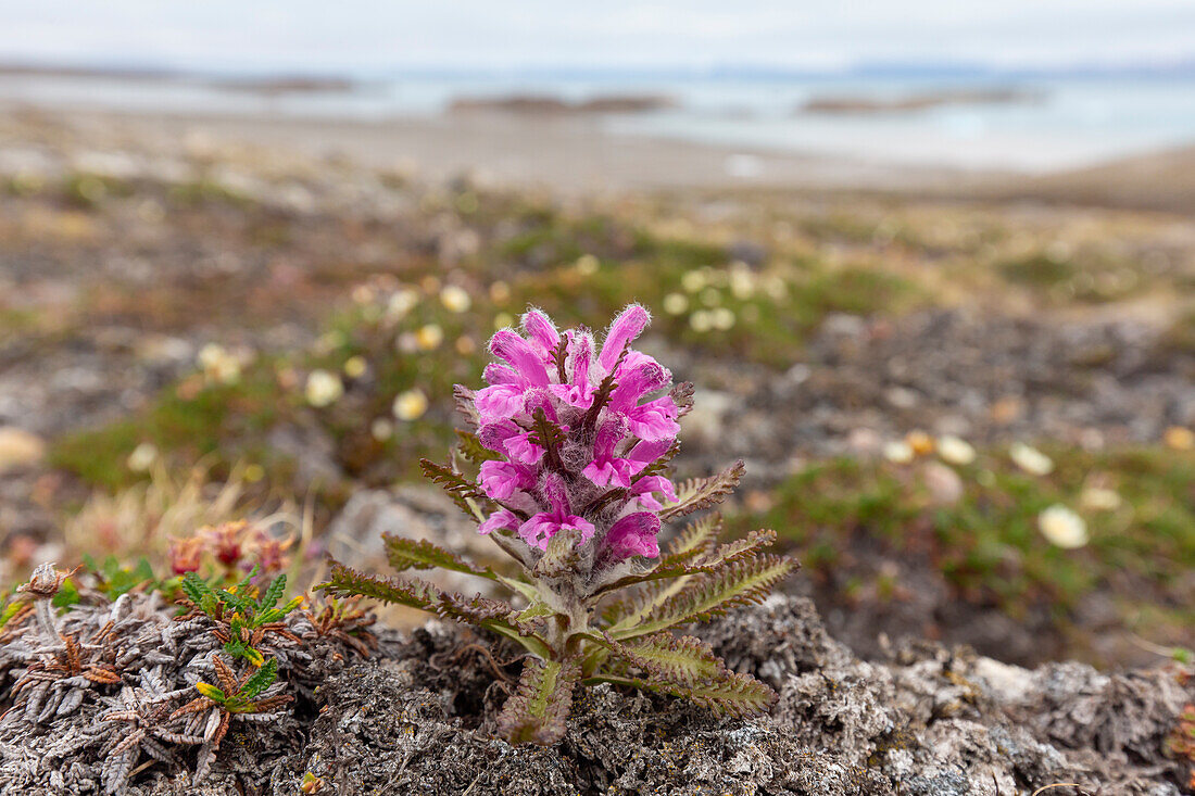  Woolly lousewort, Pedicularis lanata, flowering, Spitsbergen, Norway 