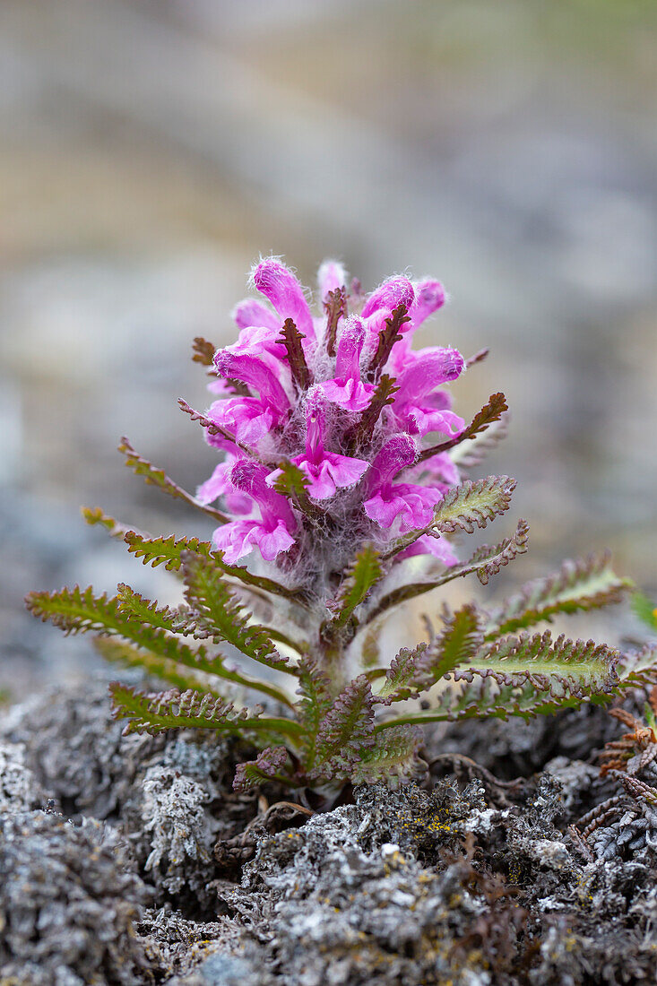  Woolly lousewort, Pedicularis lanata, flowering, Spitsbergen, Norway 