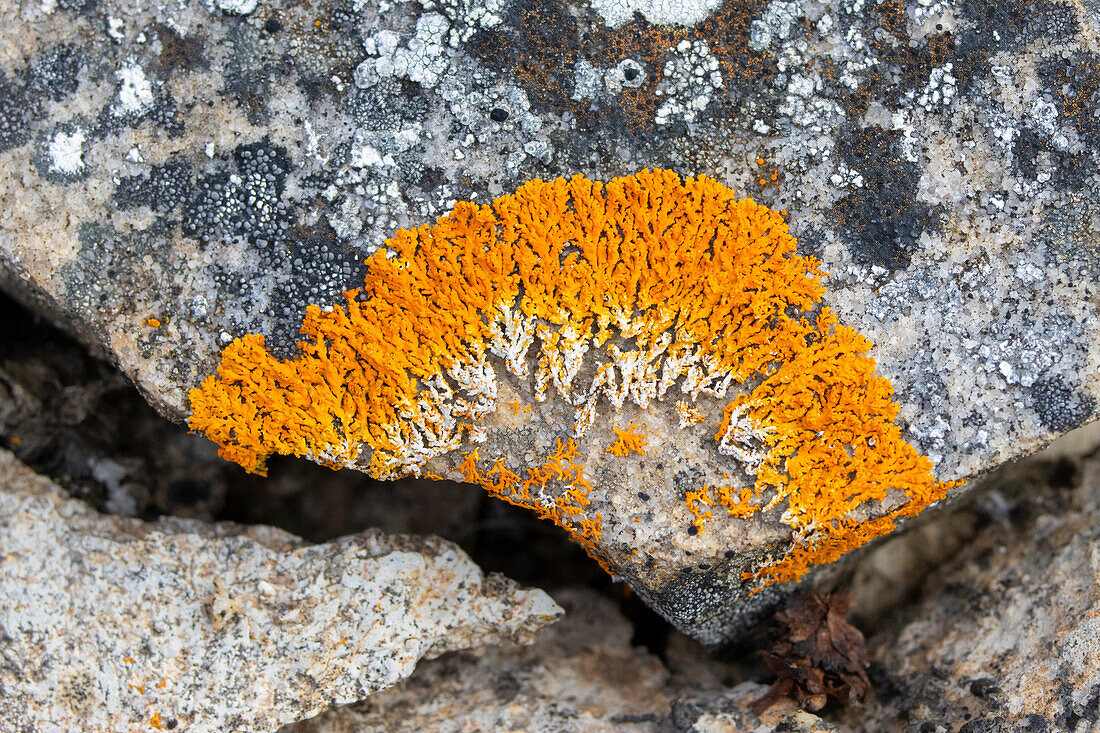  Rusavskia elegans, lichenized ascomycete, Svalbard, Norway 