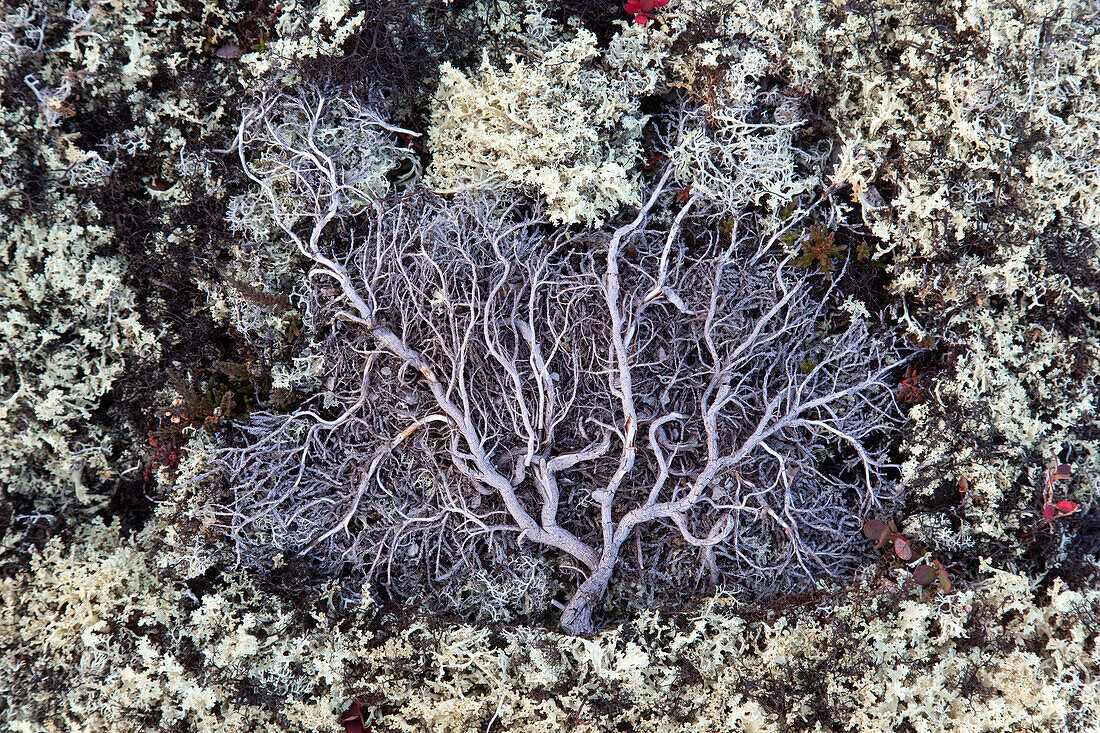  Dwarf birch, polar birch, Betula nana exilis, dried roots of a birch, Jaemtland, Sweden 