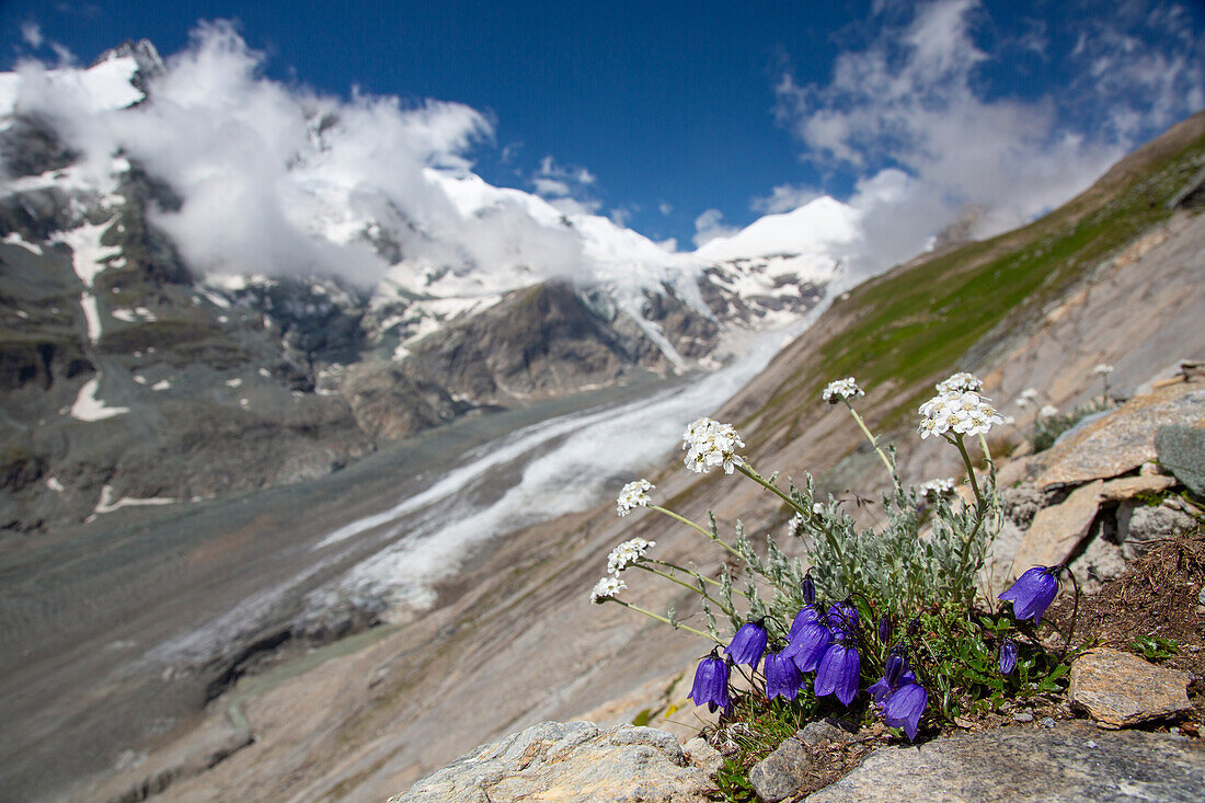  Dwarf bellflower, Campanula cochlearifolia, blooming, Hohe Tauern National Park, Carinthia, Austria 